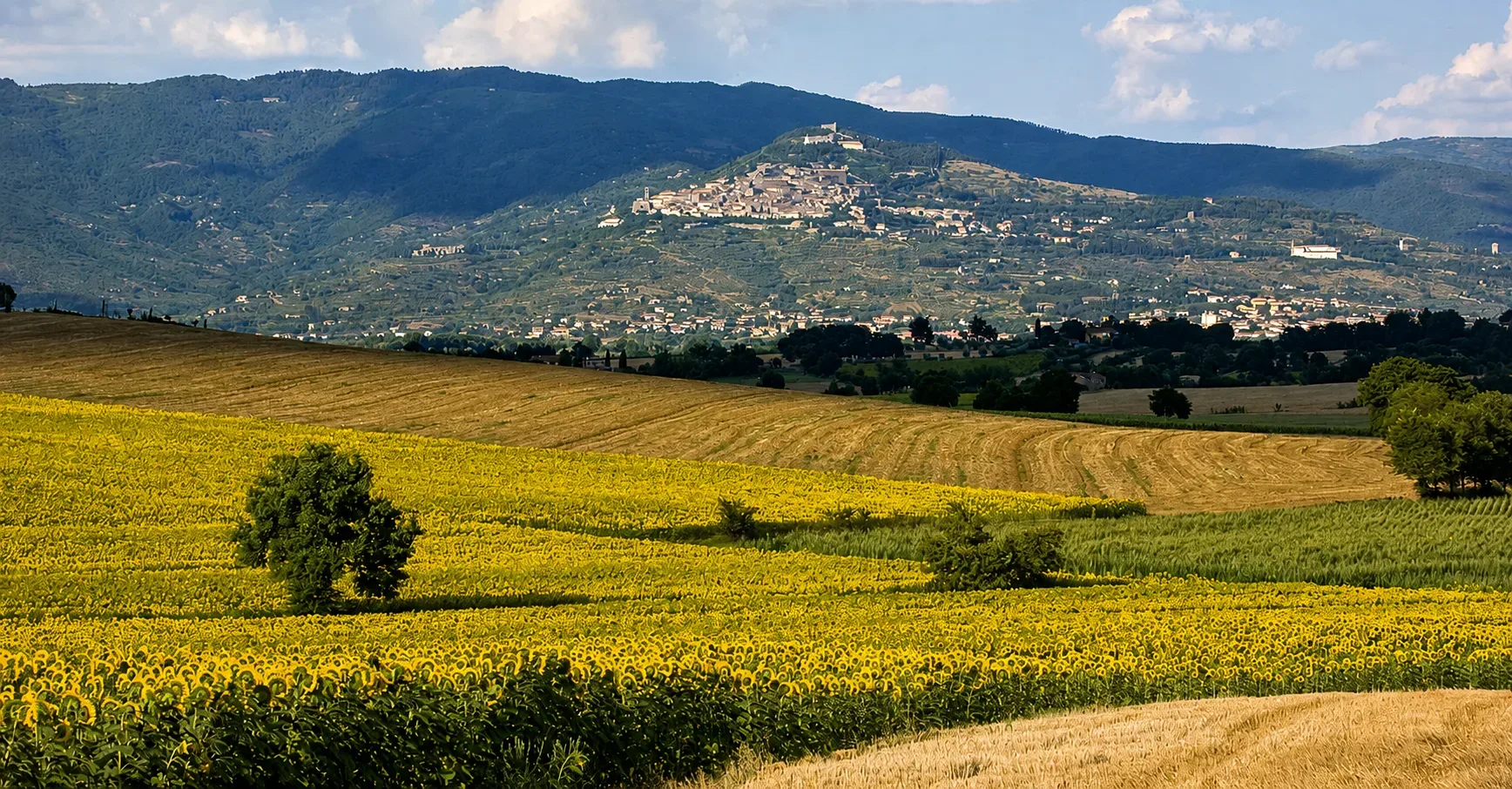 Cortona, un gioiello toscano oltre un mare di girasoli.